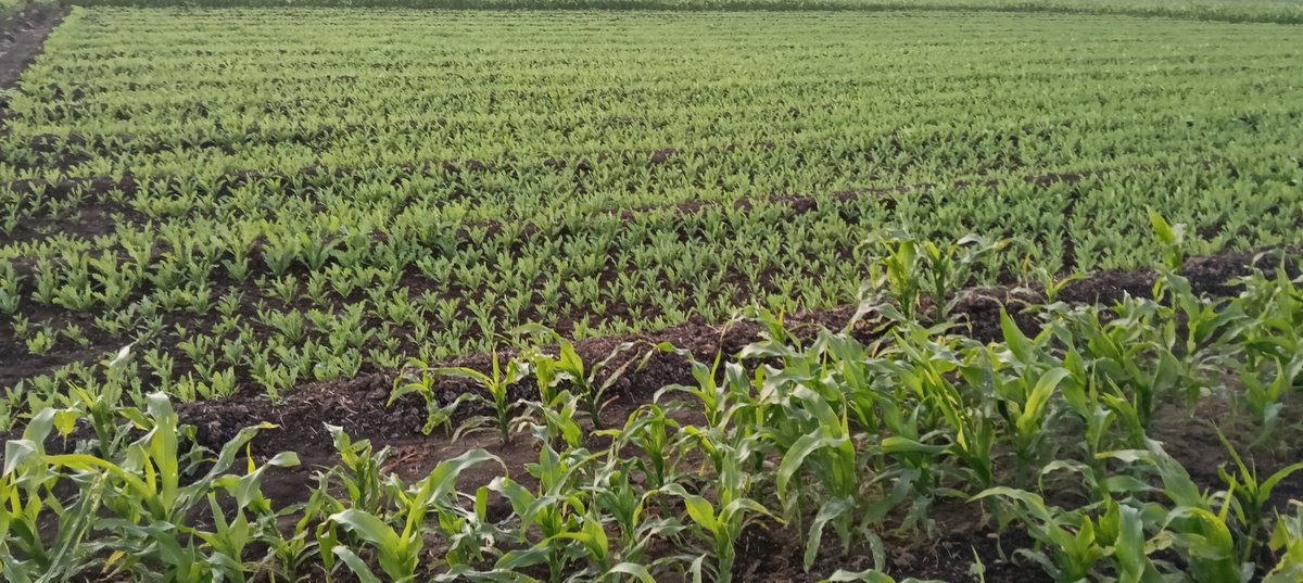 हर सुबह एक नई कहानी लेकर आती है , 
नई उम्मीद के साथ सुप्रभात आपका दिन शुभ हो , बताइए कैसा लगा खेत खलिहान और फ़सल कौन सी है आप बता सकते हैं इस फ़सल का नाम...?