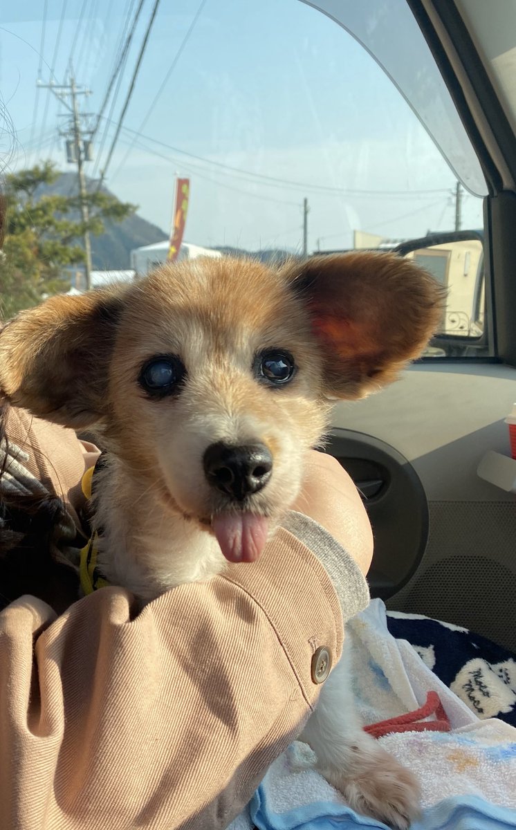 ひめたそ 17歳ミックス犬 (@hime1207taso) / Posts / X