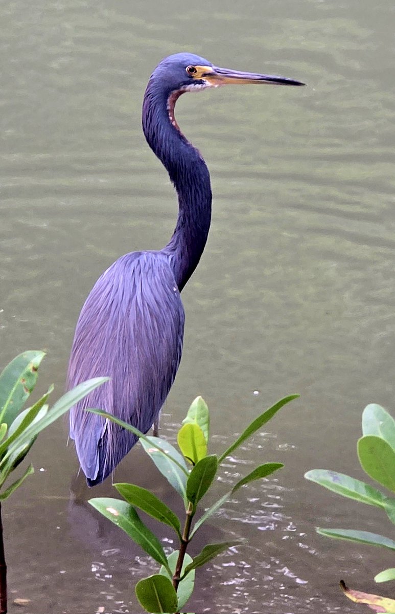 OldAndTwo's tweet photo. Downtown Sarasota walk and BAM β this royal purple Tricolored Heron just owning the bay like a supermodel.
Never knew a bird could look this expensive. Florida, you win again. π¦π
#FloridaNature #NaturePhotography #Heron #BirdWatching #OldAndTwo https://t.co/cnQNqbBQAw