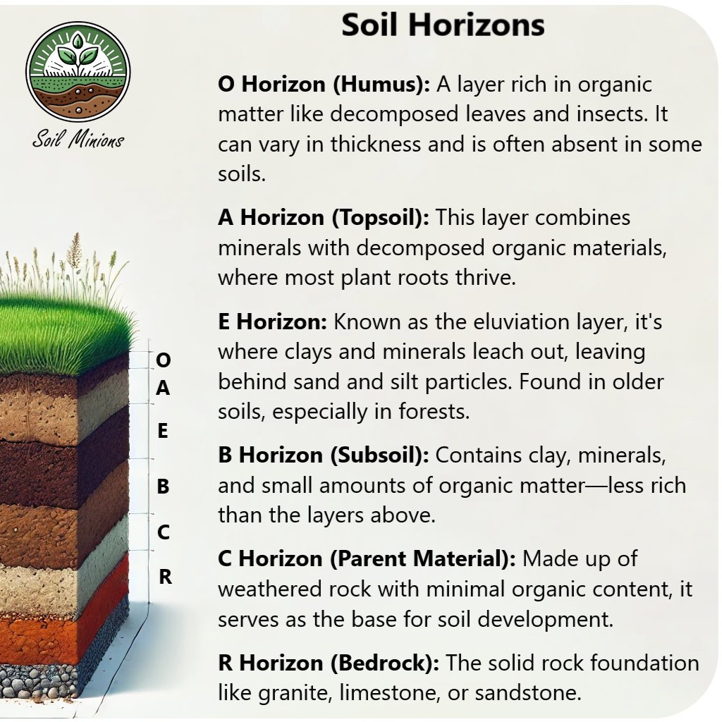 SoilMinions's tweet photo. 🌱 The different layers that make up the soil are called ‘Horizons’. Humus is one of the first upper layers of the soil we walk on; it is rich in organic matter and teeming with life. Dead soil no longer contains humus.
#SoilMinions #SolVivant https://t.co/PIlGVPRrUa