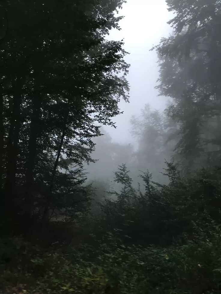 elemmiressoul's tweet image. dark forest.🖤