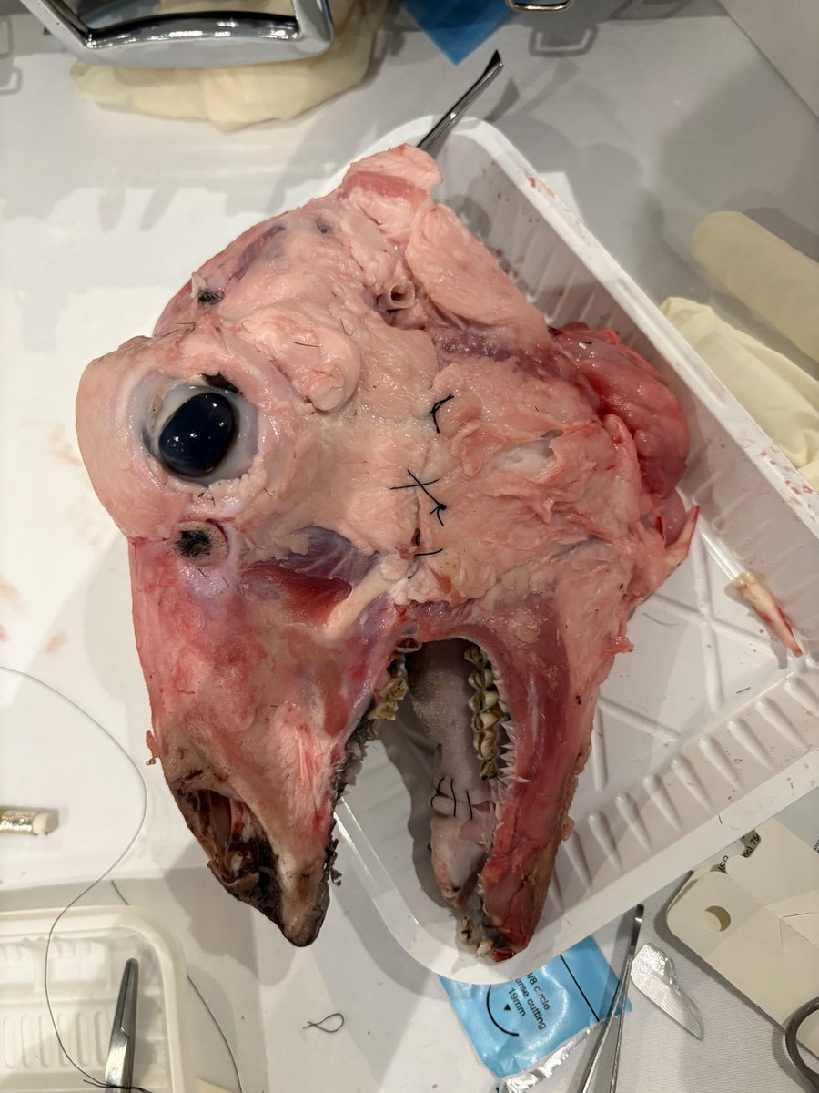 WA_dental supplies tweet media