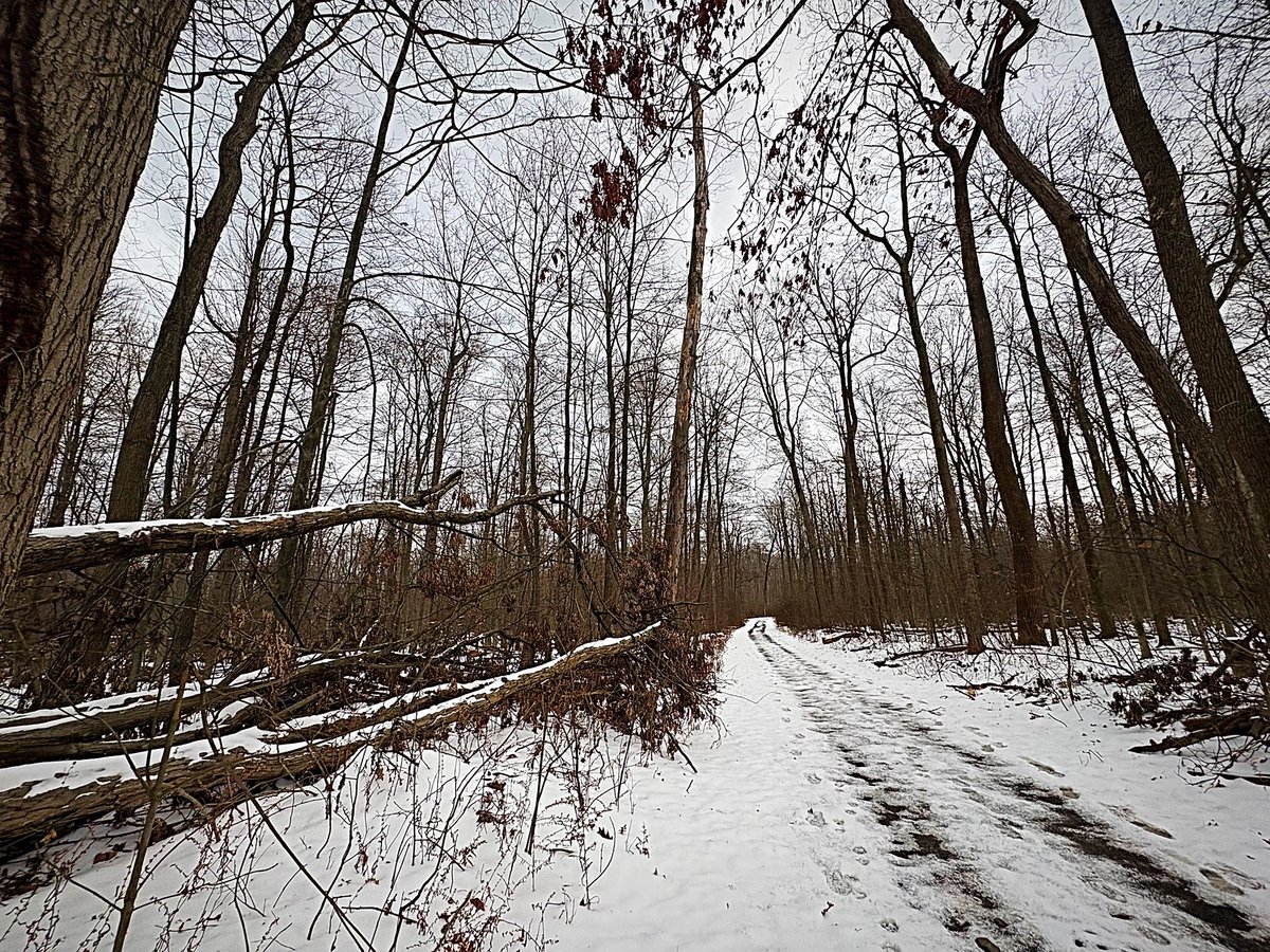 vegan_swemo's tweet photo. Today ❄️🍄‍🟫 #fungifriday #fallmeetswinter #snowdays https://t.co/dts14wEyt5