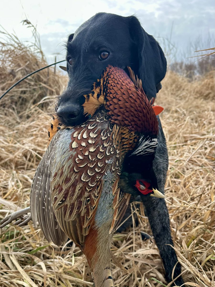 Iowa roosters are bigger!