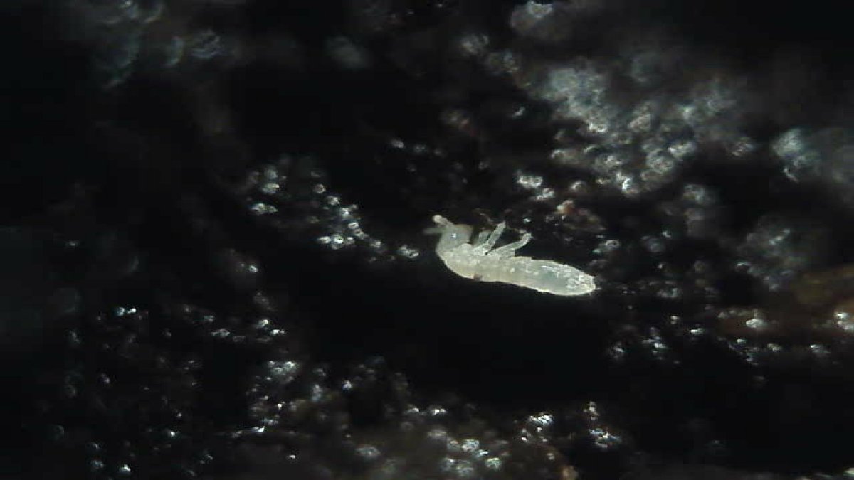 SoilMinions's tweet photo. Pourquoi l’humus est-il vital ?
Parce qu’il retient l’eau, les nutriments, et protège le sol.
Et qui aide à le créer ?
 🐛 Pas les vers envahissants, mais nos collemboles locaux !
#SolSain #FertilitéNaturelle #soilminions https://t.co/teK6yFt1A2