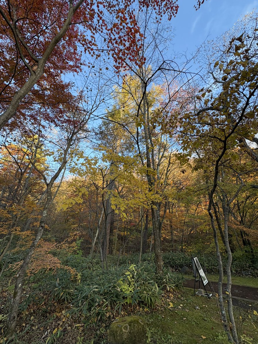 oaks_solution's tweet photo. 紅葉がきれいですね🍁 https://t.co/hlPr9lg5jU