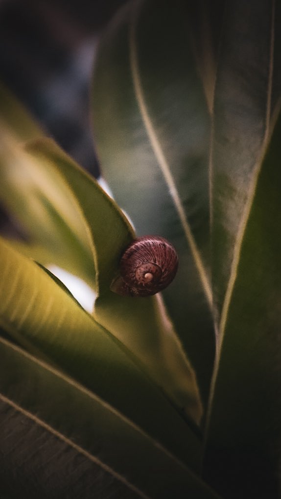 minniebon43's tweet image. #snail #nature #SnailShell