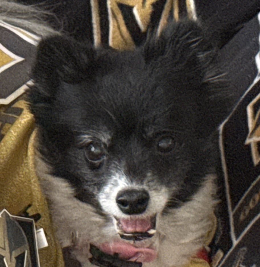 We’ve come back before and I have faith that we will come back in the 3rd!  #VegasBorn, Don’t hold back on the #LuckyVGKNoseBoops!

 #VGK9Krew
❤️🐼🐶