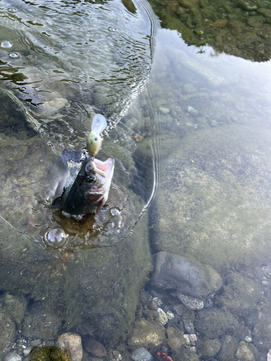 よったん (@yottanntann) / Posts / X