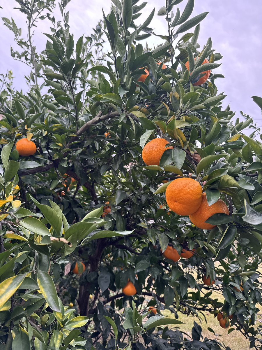 フルーツ狩りをする #2025あい100
みかんたべほうだいhappy