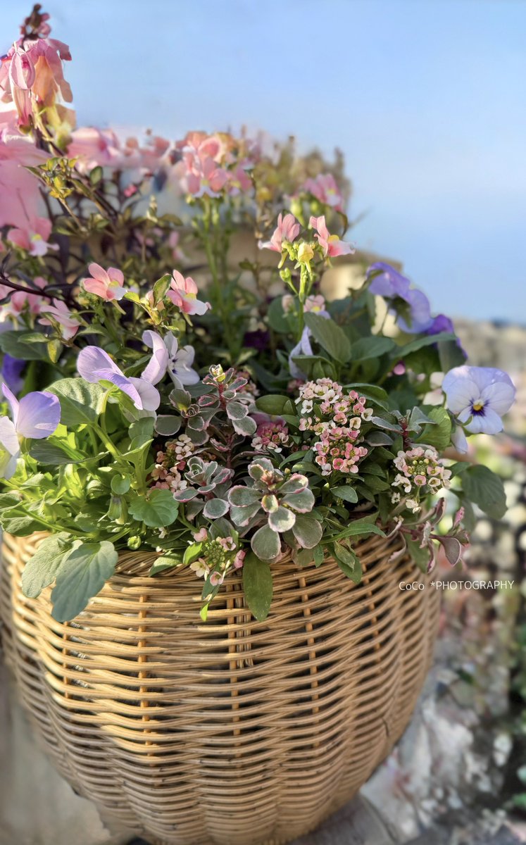 39coco39coco's tweet image. おはよう！！
冬晴れの土曜日☀️

#ビオラ と #アリッサム が咲いてる🌼
やわらかな陽だまりの中で、
花たちは静かに春を待ってる。

花言葉「小さな幸せ」「心の美しさ」──光を浴びて、今日もほんの少し前へ🌿

今日も良い一日でありますように🌈

#ガーデニング