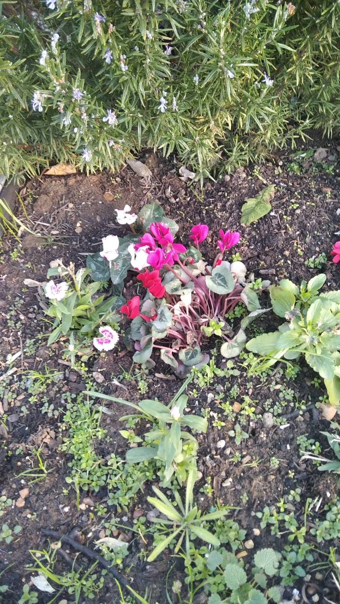 Rainbow_Stars1's tweet photo. Our station garden looked stunning on Friday morning. So much colour and textures.
#emrstationadopters
#learningthroughplants https://t.co/hjSSj1QDwk