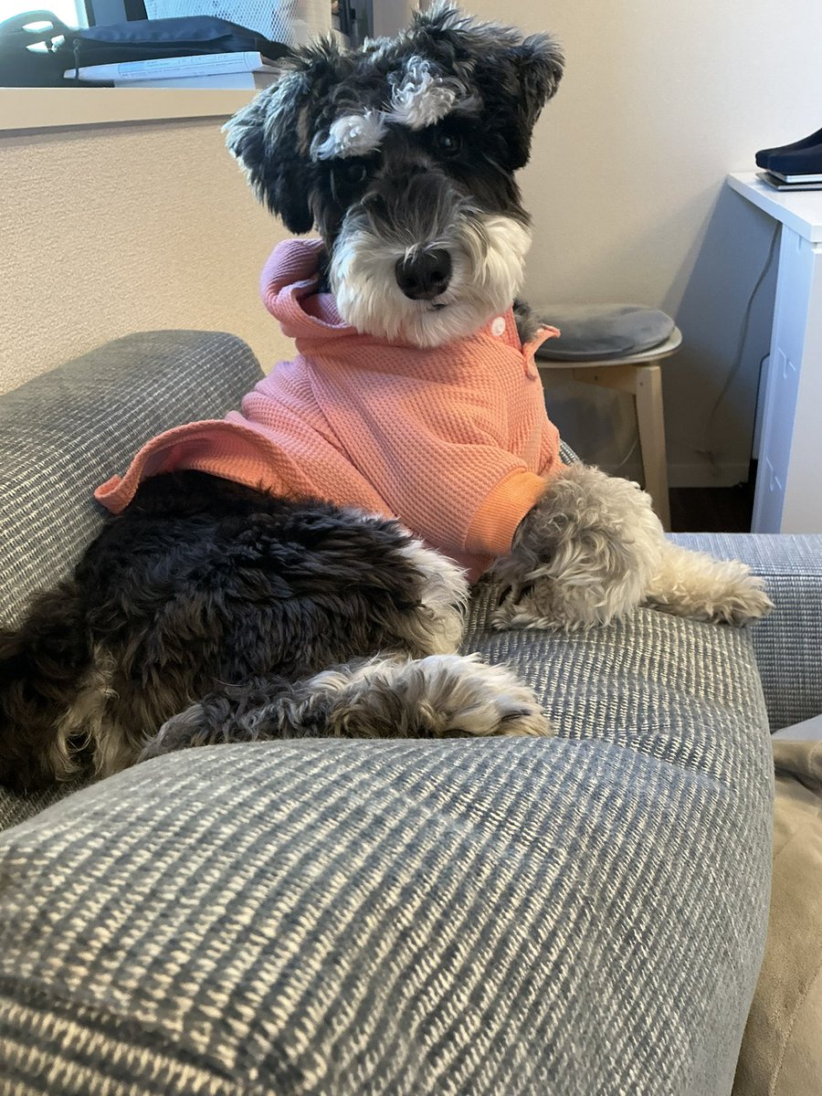 menchi_ms tweet media