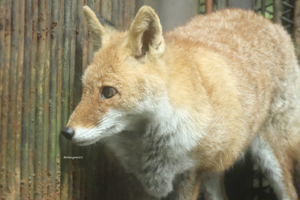 きつね 富山には、それはもう別嬪なきつねさんがいらっしゃるのでなにとぞ