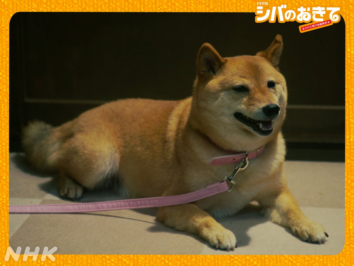 ドラマ10【#シバのおきて ～われら犬バカ編集部～】
最終回は12/2(火)夜10時放送！

第8回のシバショットをお届け！🐕
それぞれどんな気持ちの表情か分かりますか？🐶

第8回はNHK ONEで見逃し配信中！
web.nhk/tv/an/shibanoo…