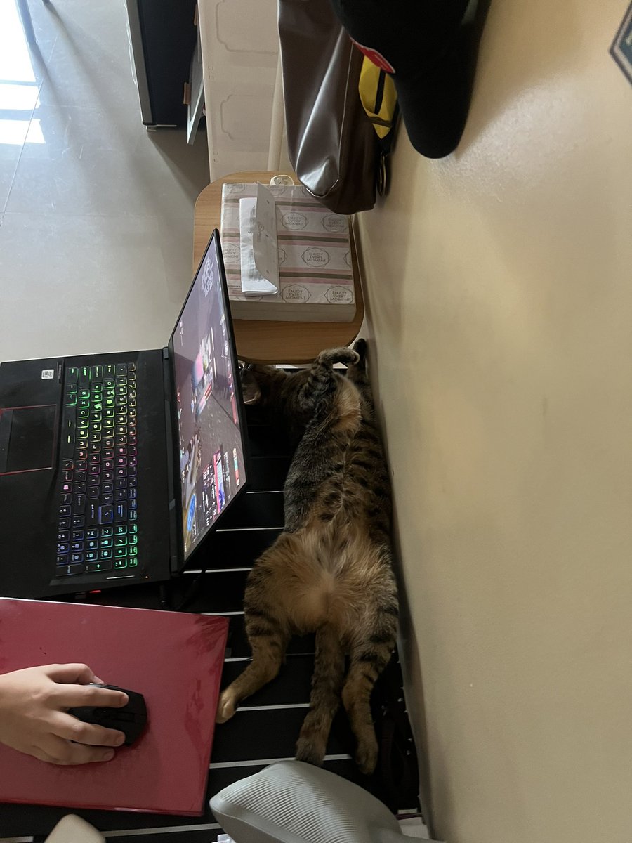 kaeee_b's tweet photo. btw check out my fatass cat baliling hehe such a cutie always claiming that spot while i play straight for 5hrs every night luh https://t.co/dFRQ0spJHK