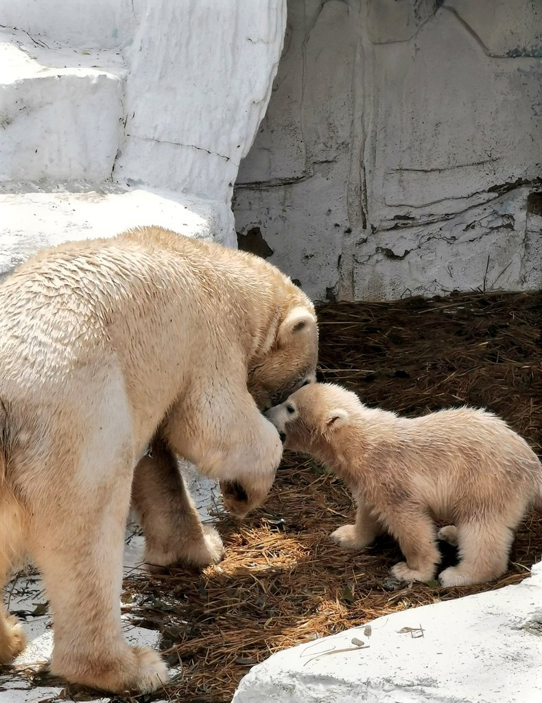 Jhonlennon777's tweet image. #天王寺動物園🍀
#PolarBear✨
#内緒の話💕
#イッチャンとホウちゃん

　　　ママ　わたしのグッズ
　めちゃ　売れてるんやって🤭

　　んな事　言ってねーか(笑)

　　みんな　2人に夢中だよ〜