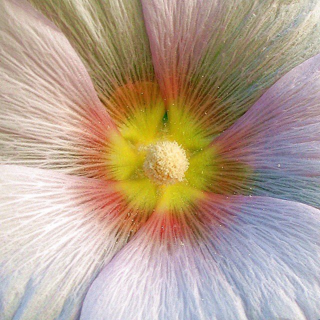 1leio's tweet image. 🌺