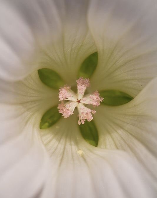 1leio's tweet image. 🌺