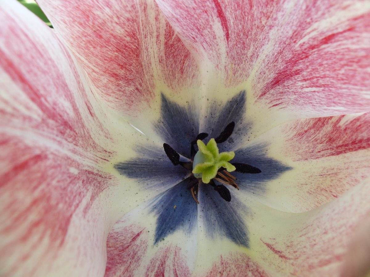 1leio's tweet image. 🌺