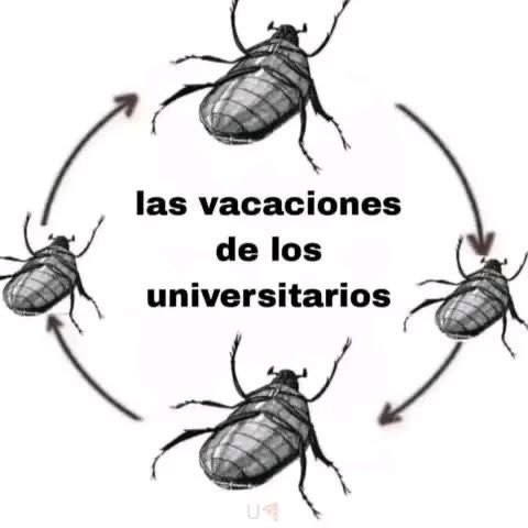 memes feos yo qué sé (@memefeos) on Twitter photo 