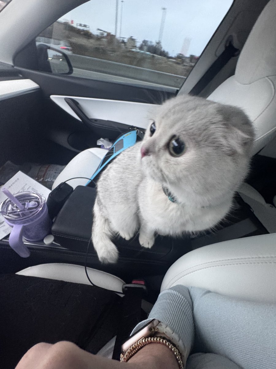 mikegkc's tweet image. Finn getting a taste of the performance y. @Tesla