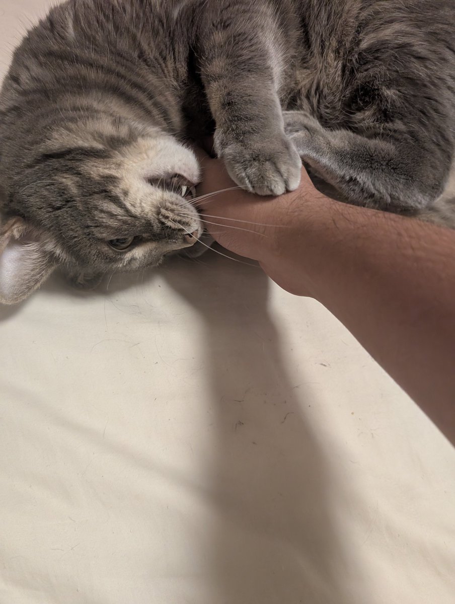 I was viciously attacked today. Please send love and support 😔🐢