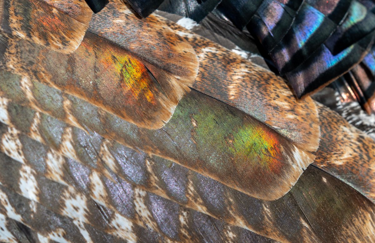 JocAPhotography's tweet photo. Wild Turkey feather appreciation post. Their feathers are stunning in the sunshine. https://t.co/4IM0BSFvCU