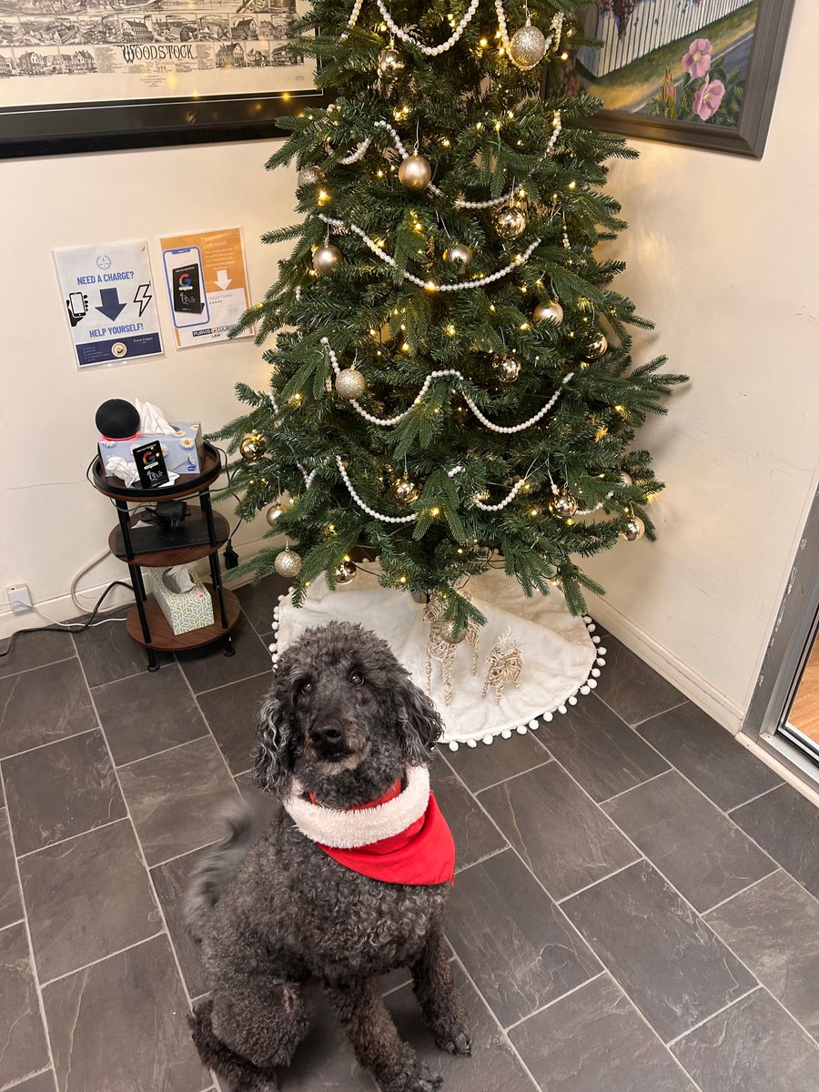 PurvisCulbert's tweet image. We had a fun time decorating our offices today for the holidays! We even worked a temporary window logo into our design. Chester approves! #teamwork 
# holidaydecor #lawoffice