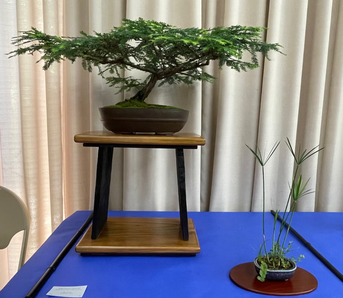 More #bonsai club members' trees from our October show, including one made from #lego