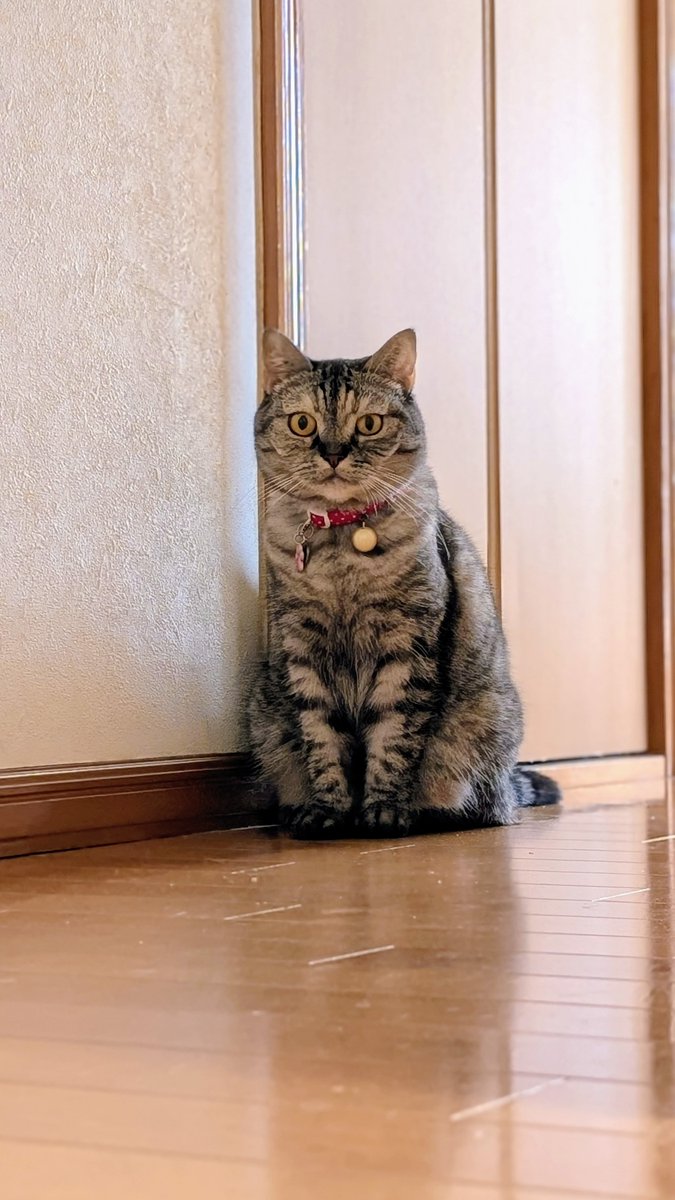 ねこさん⚡(ΦωΦ) (@catnap707) / Posts / X