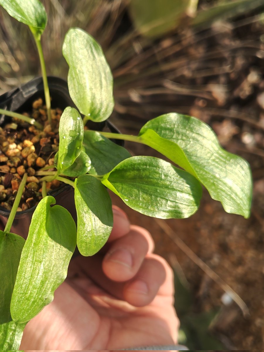 オマメプランツ (@omame_plants) / Posts / X