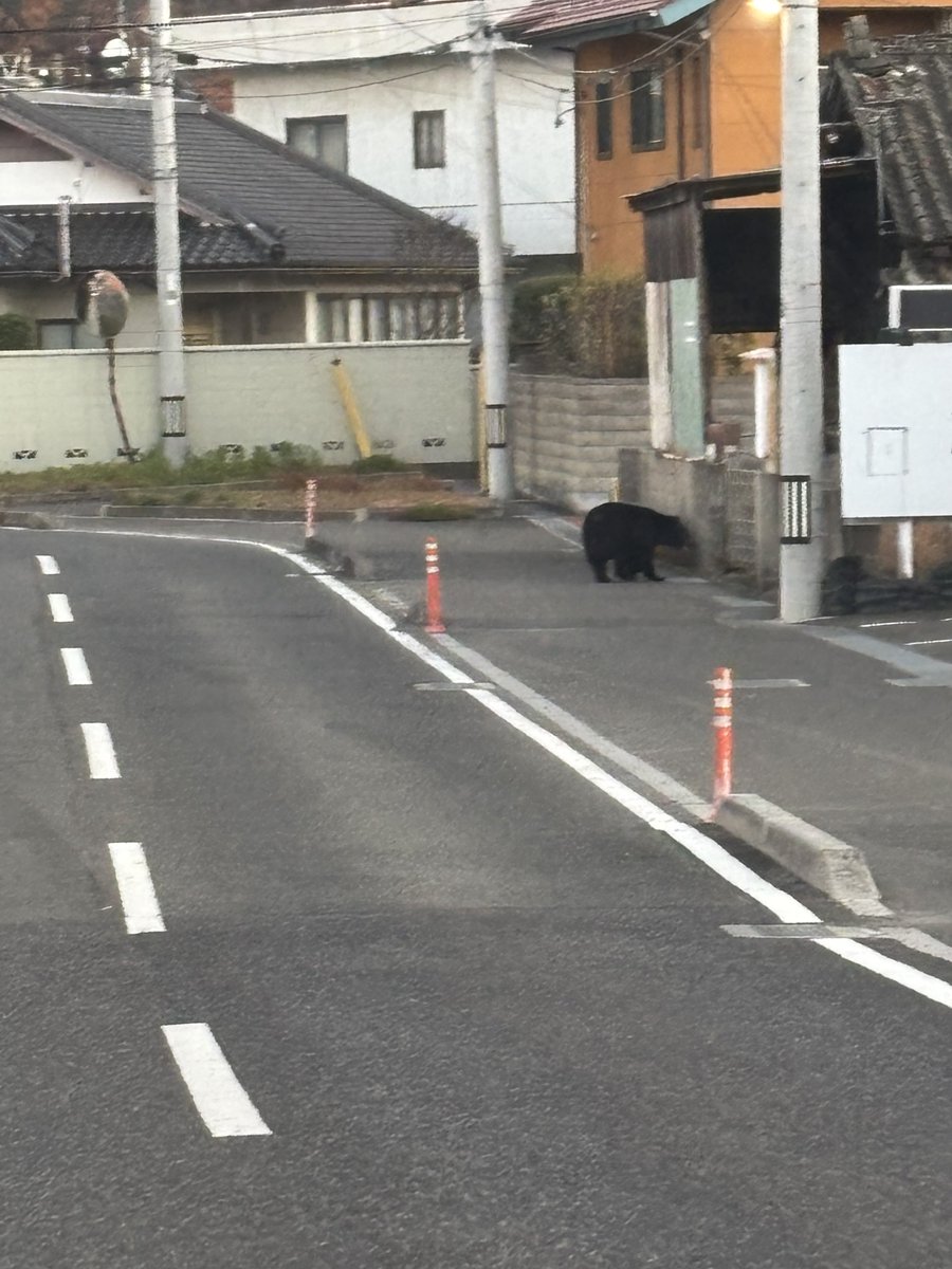 knai_t's tweet photo. 今朝の福島市街
まだ冬眠してない熊も居るみたい
皆様お気をつけください https://t.co/Zto8TDQpDy
