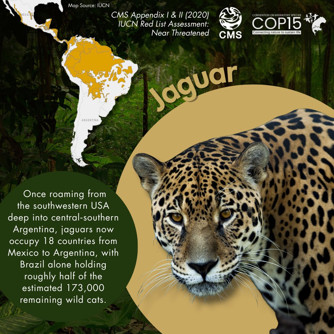 BonnConvention's tweet image. Today, 29 November, is International #JaguarDay! 🐆

The jaguar (Panthera onca) is the largest cat in the Americas and the third largest in the world, after the tiger and the lion. As a top predator and keystone species, it plays a vital role in keeping ecosystems healthy,…