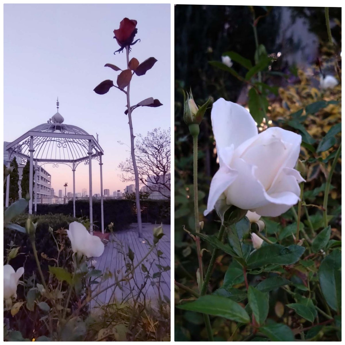 六本木のバラ
#TLを花でいっぱいにしよう