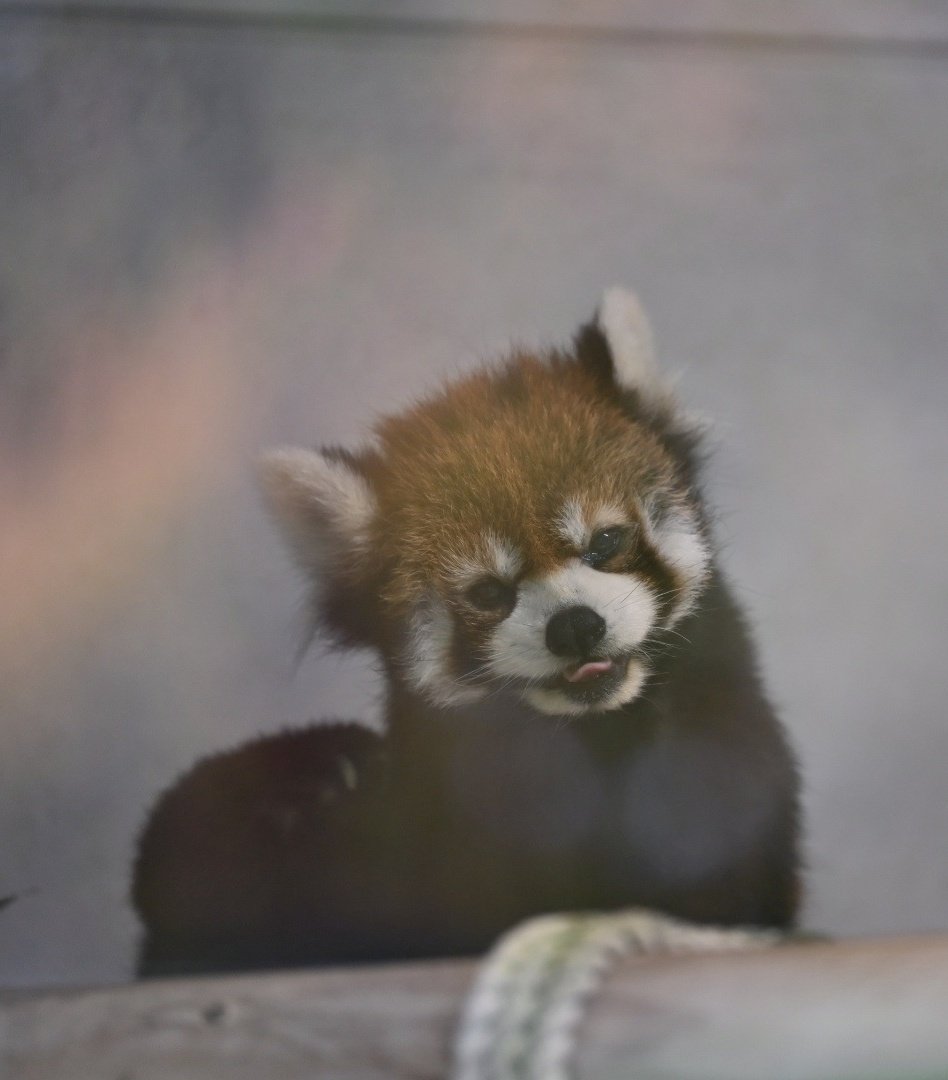 毎日マリモ #マリモ #レッサーパンダ #福岡市動物園