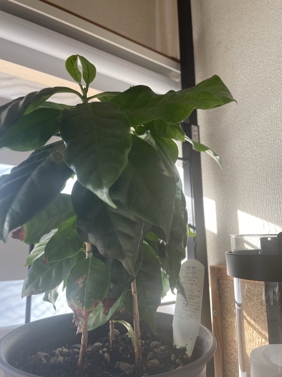 ahmad_coffee_S's tweet image. 今日のコーヒーはインドネシア🇮🇩「Kapal Api」
ピザを添えて
#アマドコーヒー　
#コーヒーのある暮らし 
#コーヒー好きな人と繋がりたい 
#コーヒー