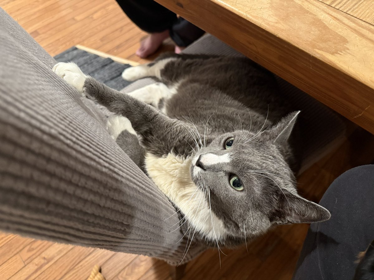 dcollins42's tweet photo. @vxunderground @cyberwarfarelab My cat will take the training with me. https://t.co/nxCPqqnAty