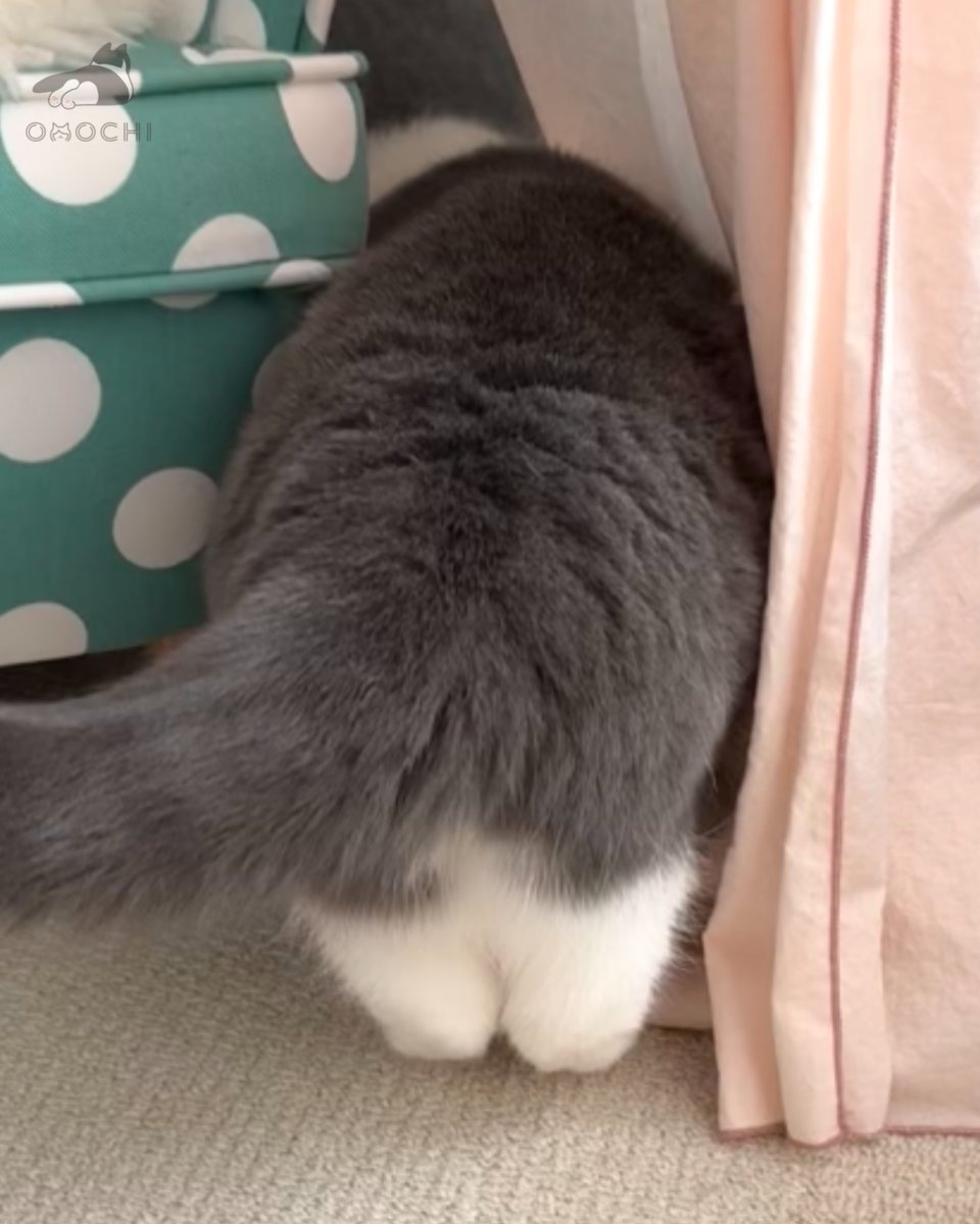 おもち (@omochiomoching) / Posts / X