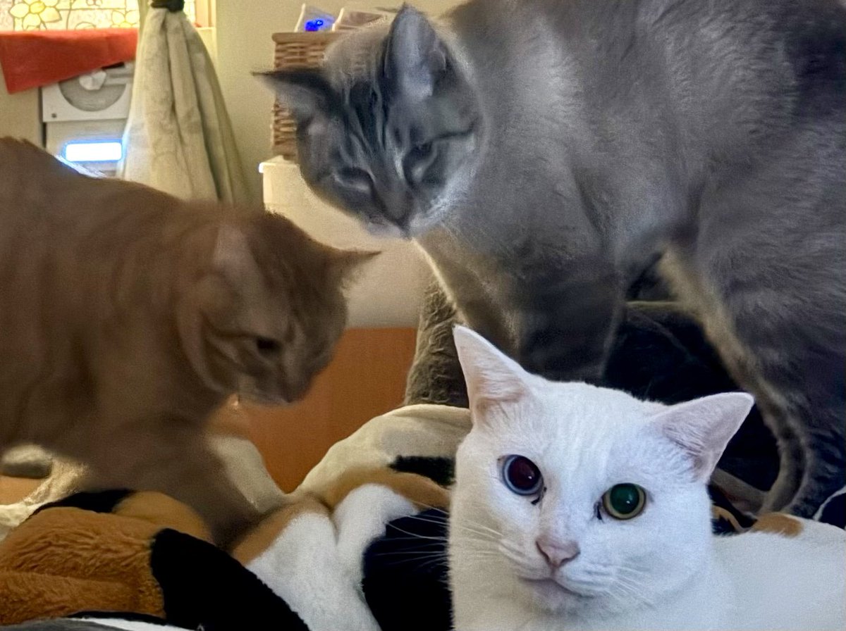 meowmeowlover6's tweet photo. 昨夜の出来事。さあ寝ようと思ったら、ブランケットの上からとにかく足を揉まれる事態発生😆 様子を窺うと、Leoとはるが大きな声でゴロゴロ言いながら一心不乱に揉んでいた😌 しかし手前で全く動じず鎮座しているラフィの様子と差がありすぎてジワった😆
#猫がいる幸せ #makingbiscuits https://t.co/uXq4ggHzIB