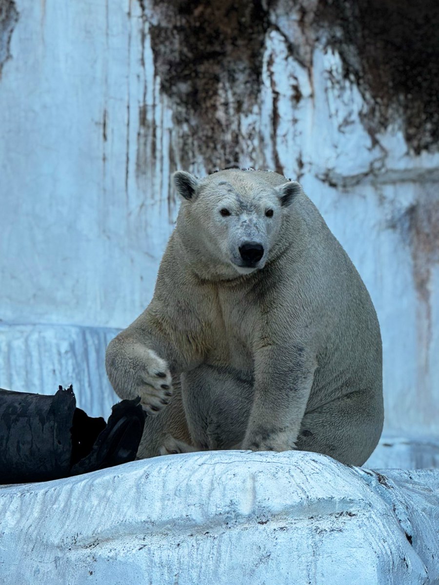 momosan0323's tweet image. おはよ〜ホウちゃん

風邪ひいた🤧ワタシ…

#ホウちゃん 
#ホッキョクグマ 
#polarbear 
#天王寺動物園110th