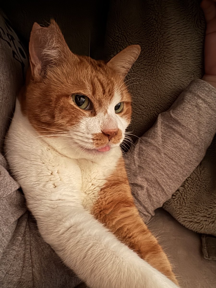 もんちゃん (@monchan331_) / Posts / X