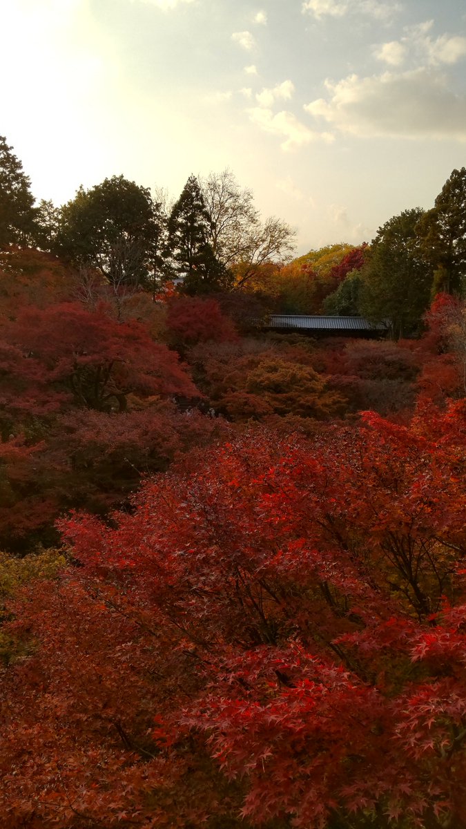 Kmuto901's tweet photo. 夕方の東福寺②
#京都
#東福寺 https://t.co/EmcFwSm2I4
