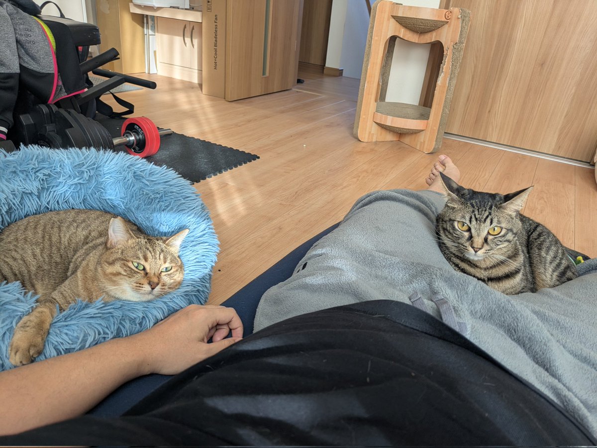 おじとニャンズの土曜日