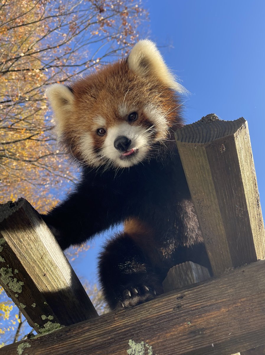 When I checked the Japanese trends this morning, I saw 