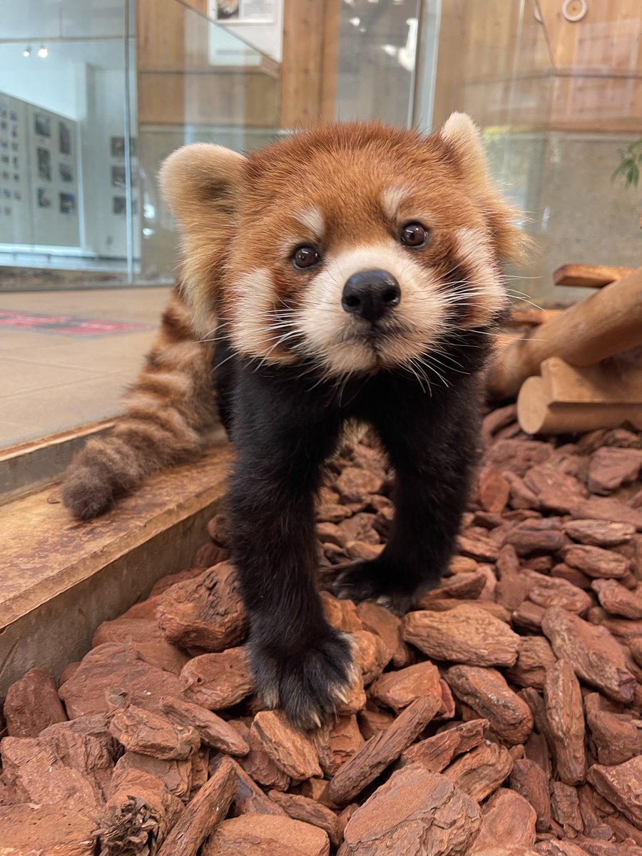 When I checked the Japanese trends this morning, I saw 