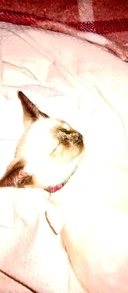 StandoCode_'s tweet image. MAIS UMA PRA MINHA COLEÇÃO