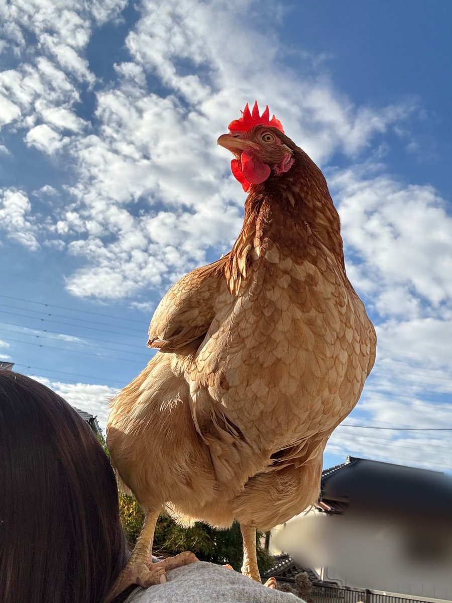 Post by 🐓ひよときよ🦃Hiyo & Kiyo🎠 on X: きよちゃん😍