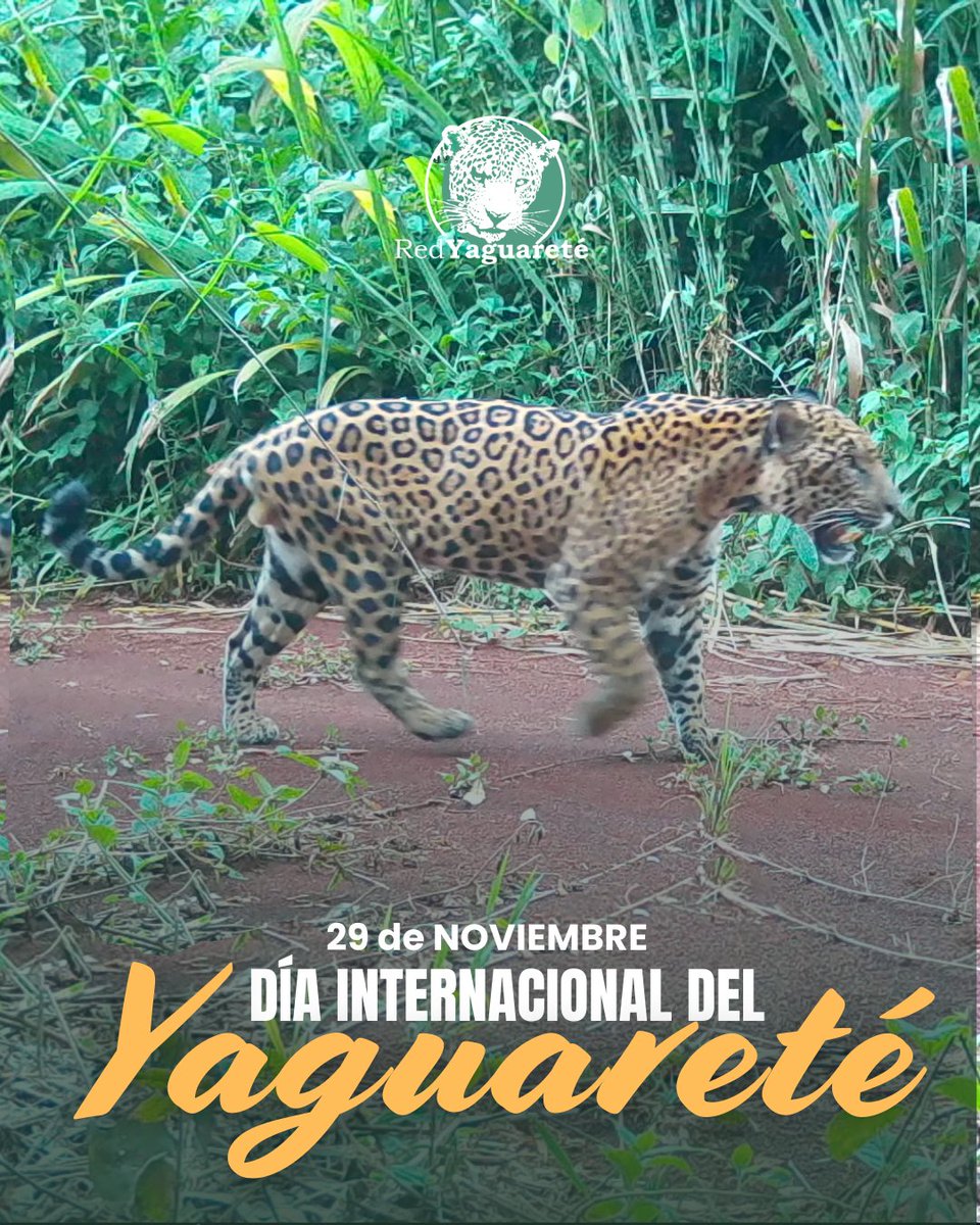 "𝗗Í𝗔  𝗜𝗡𝗧𝗘𝗥𝗡𝗔𝗖𝗜𝗢𝗡𝗔𝗟 𝗗𝗘𝗟 𝗬𝗔𝗚𝗨𝗔𝗥𝗘𝗧É"
𝟮𝟵 𝗱𝗲 𝗻𝗼𝘃𝗶𝗲𝗺𝗯𝗿𝗲

Lo hacemos todos los días pero hoy, en este día especialmente dedicado a nuestros Manchados, te arengamos a que te involucres y seas parte activa de su conservación, para que vuelvan al