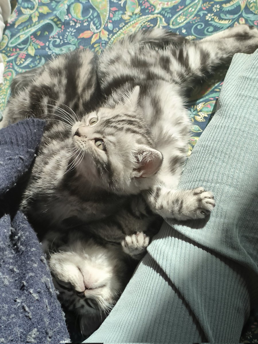 ayuChhhh's tweet photo. 猫猫🥰 https://t.co/wGlubyk5q2